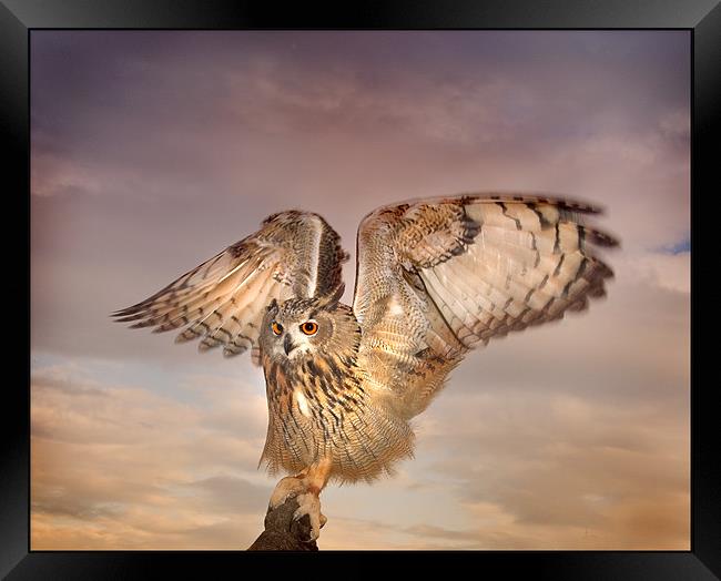 The Eagle Owl Has Landed Framed Print by Mike Sherman Photog