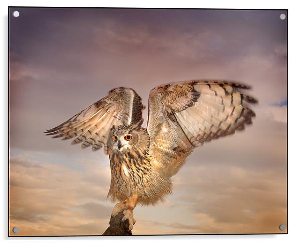 The Eagle Owl Has Landed Acrylic by Mike Sherman Photog