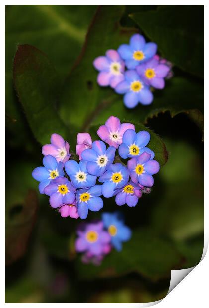 Forget Me Nots Print by Susan Snow