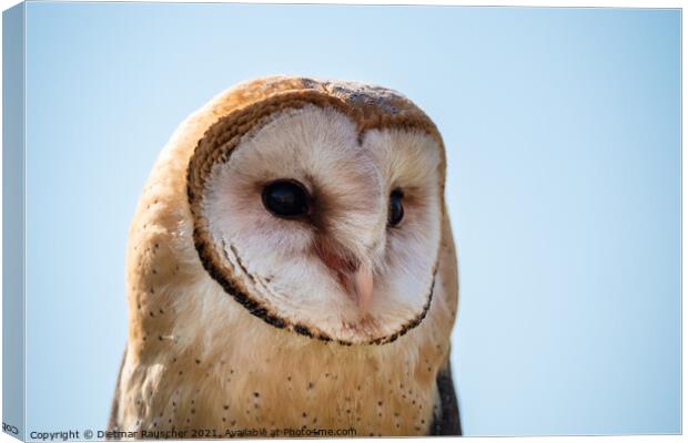 Barn Owl Close Up Portrait of the Head Canvas Print by Dietmar Rauscher