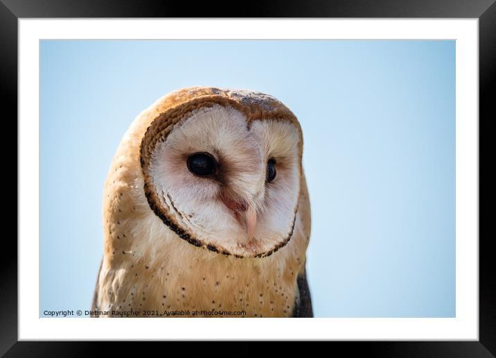 Barn Owl Close Up Portrait of the Head Framed Mounted Print by Dietmar Rauscher