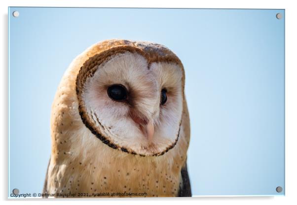 Barn Owl Close Up Portrait of the Head Acrylic by Dietmar Rauscher