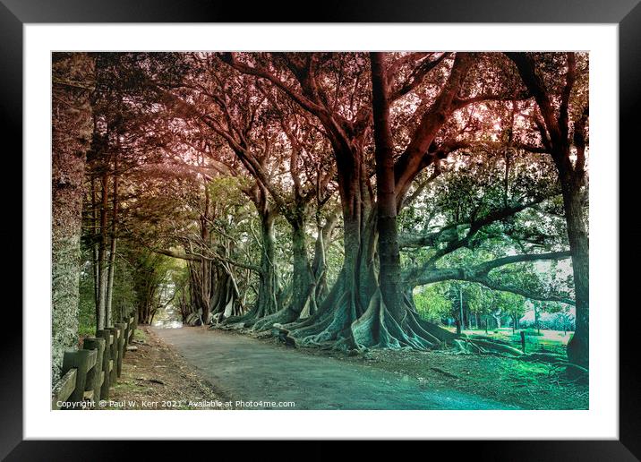 Fig trees at sunset, Norfolk Island Framed Mounted Print by Paul W. Kerr