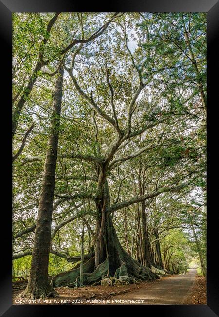 Fig trees, Norfolk Island. Framed Print by Paul W. Kerr