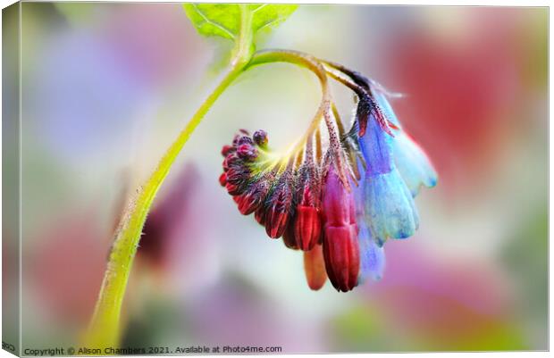 Comfrey Flower Canvas Print by Alison Chambers