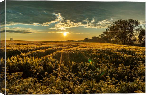 Sunrise over a field of barley, 29th May 2021 Canvas Print by Andrew Sharpe