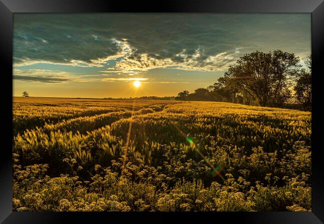 Sunrise over a field of barley, 29th May 2021 Framed Print by Andrew Sharpe