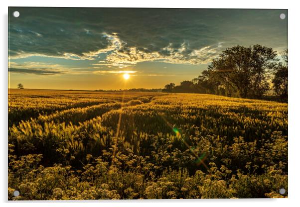 Sunrise over a field of barley, 29th May 2021 Acrylic by Andrew Sharpe