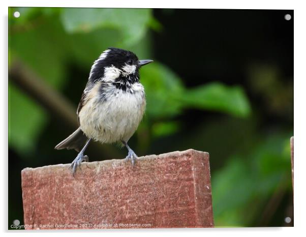 Coal Tit Acrylic by Rachel Goodfellow