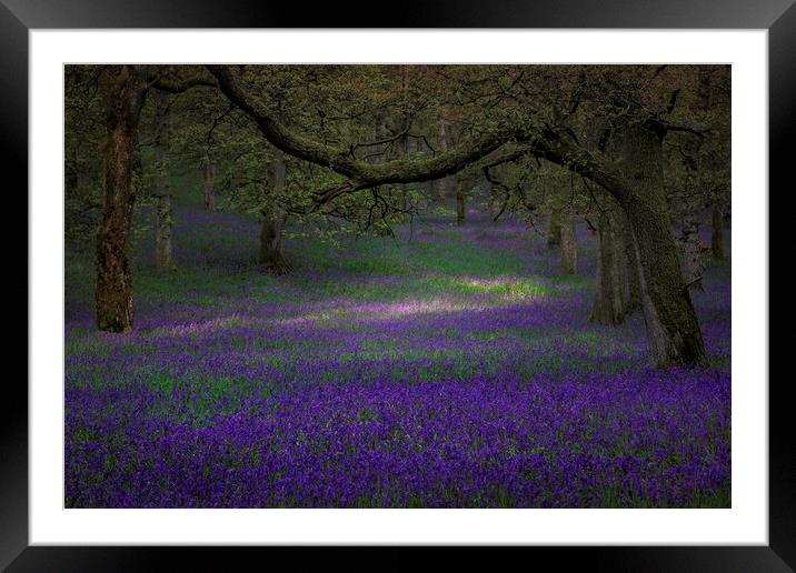 Bluebells Framed Mounted Print by overhoist 