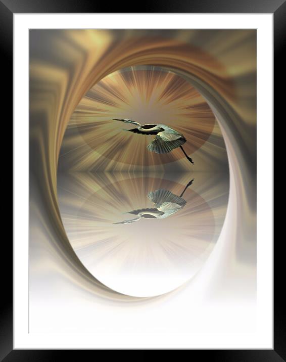 High Flying Heron Framed Mounted Print by Heather Goodwin