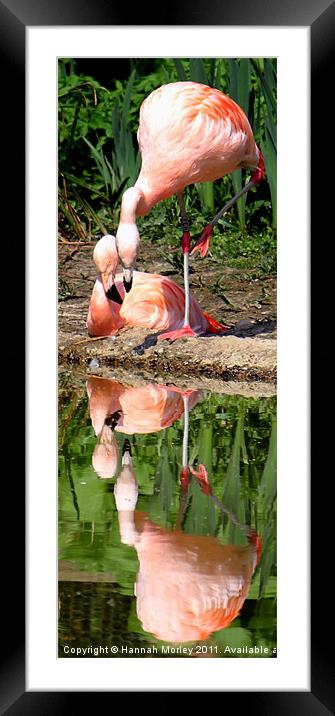 Flamingo Love Framed Mounted Print by Hannah Morley