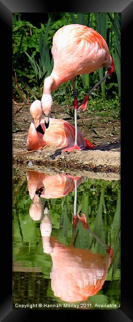 Flamingo Love Framed Print by Hannah Morley