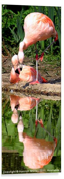 Flamingo Love Acrylic by Hannah Morley
