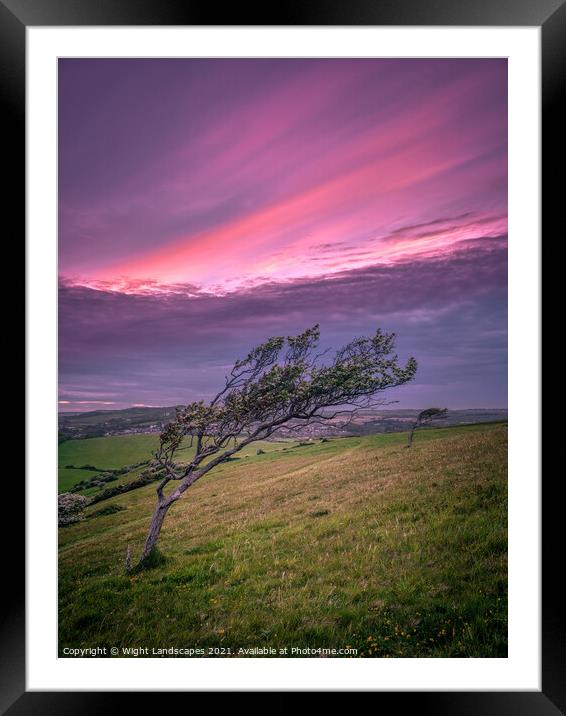 The Tree Framed Mounted Print by Wight Landscapes