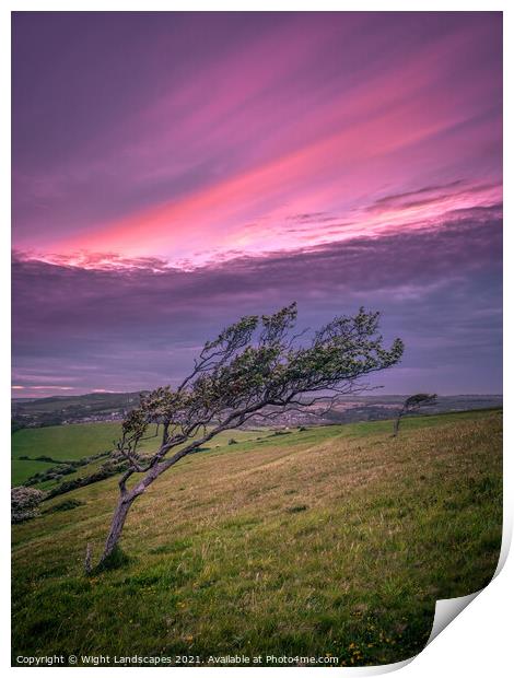 The Tree Print by Wight Landscapes