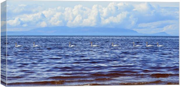 Convoy of swans Canvas Print by Allan Durward Photography