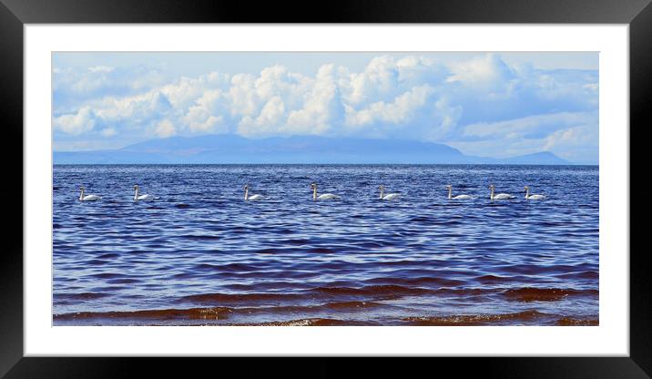 Convoy of swans Framed Mounted Print by Allan Durward Photography