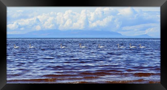 Convoy of swans Framed Print by Allan Durward Photography