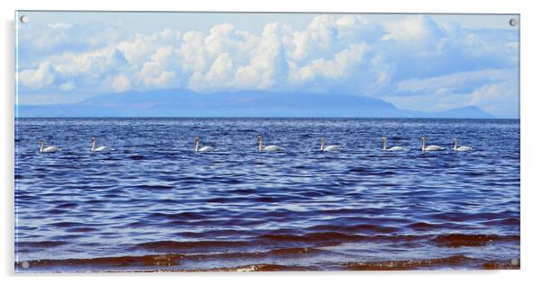 Convoy of swans Acrylic by Allan Durward Photography