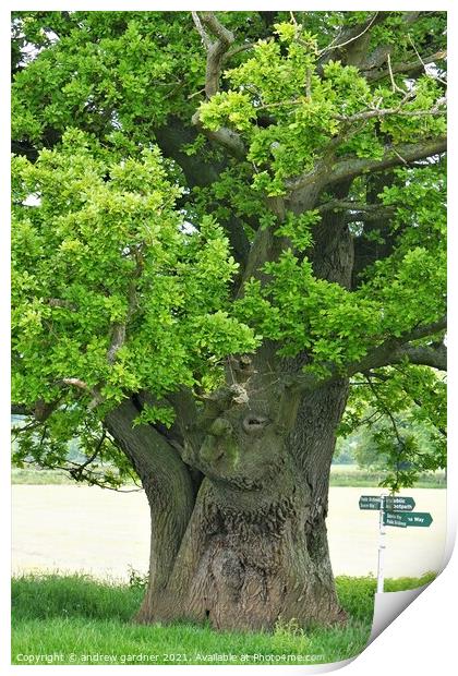 Ancient Oak Print by andrew gardner