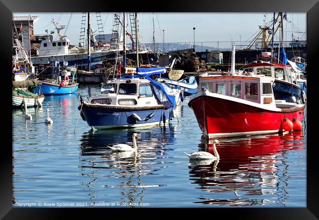 Boats and swans at Brixham Harbour Framed Print by Rosie Spooner