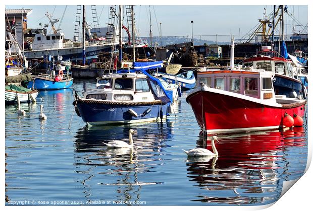 Boats and swans at Brixham Harbour Print by Rosie Spooner