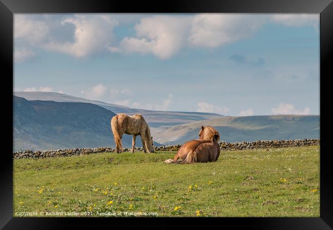 Grazing and Gazing Framed Print by Richard Laidler
