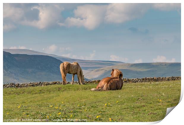 Grazing and Gazing Print by Richard Laidler
