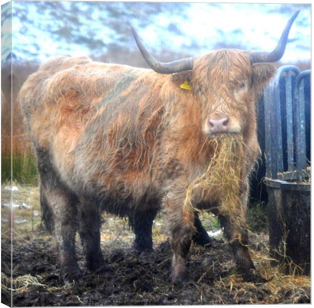 A brown cow standing on hay Canvas Print by james andrew mcgowan
