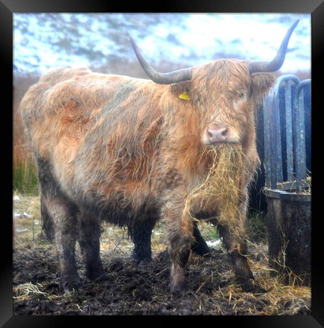 A brown cow standing on hay Framed Print by james andrew mcgowan