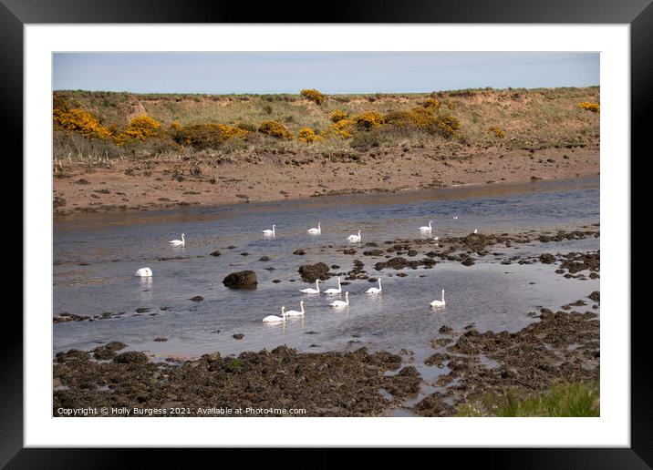 Swan Habitat: River Coquet's Serenity Framed Mounted Print by Holly Burgess