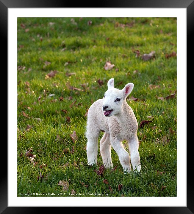 Spring Lamb Framed Mounted Print by Natasha Balletta