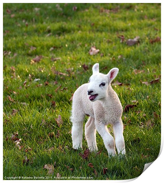 Spring Lamb Print by Natasha Balletta