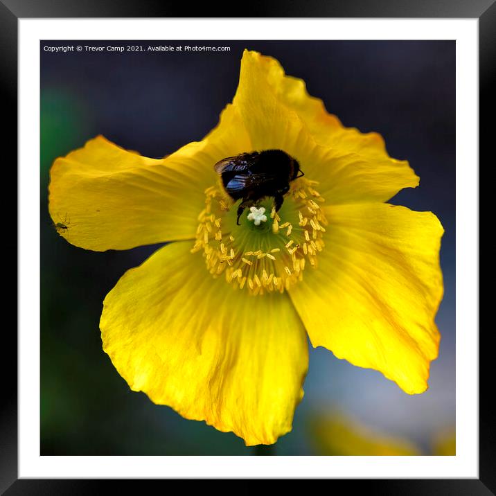 Yellow Poppy Bee Framed Mounted Print by Trevor Camp
