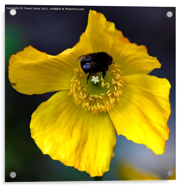 Yellow Poppy Bee Acrylic by Trevor Camp