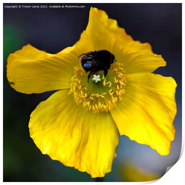 Yellow Poppy Bee Print by Trevor Camp