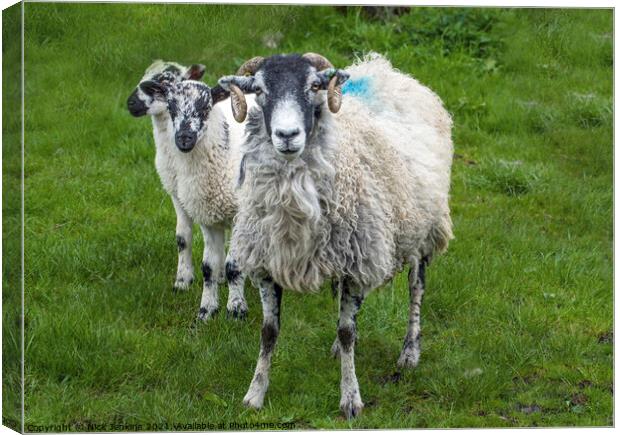 Curious Mum and Two Lambs Yorkshire Dales Canvas Print by Nick Jenkins