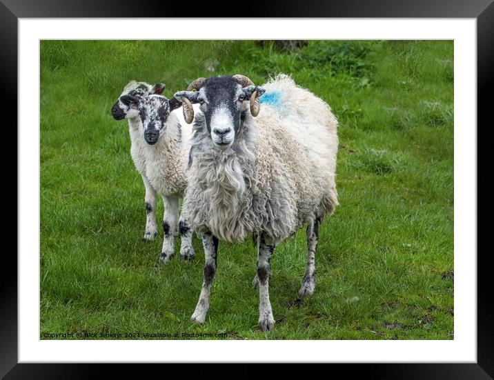 Curious Mum and Two Lambs Yorkshire Dales Framed Mounted Print by Nick Jenkins