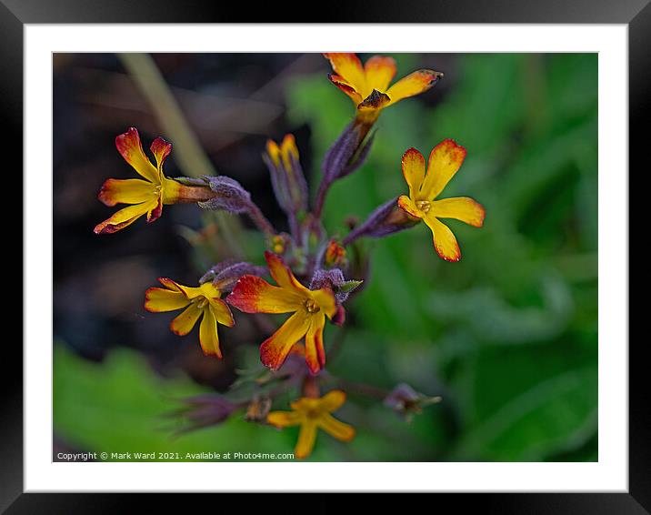 Primula in Starburst. Framed Mounted Print by Mark Ward