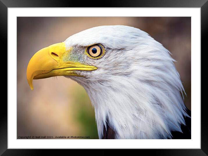Bald Eagle Framed Mounted Print by Neil Hall