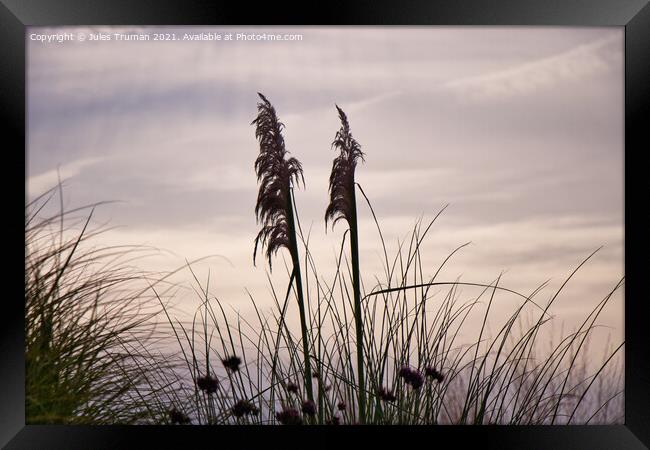 Reeds against the wind Framed Print by Jules D Truman