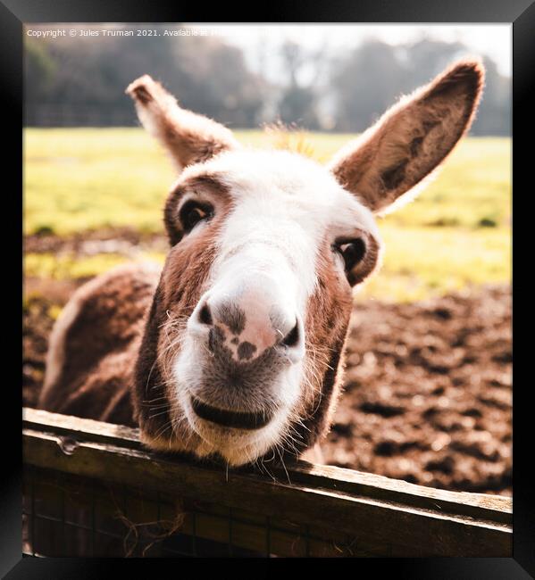 Donkey Face Framed Print by Jules D Truman