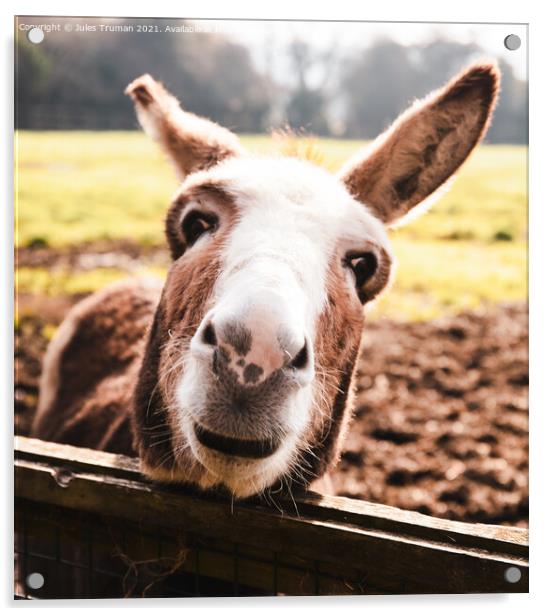 Donkey Face Acrylic by Jules D Truman