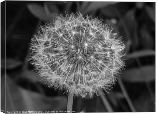 The Seeds of a Dandelion  Canvas Print by Jane Metters