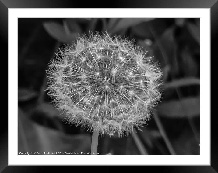 The Seeds of a Dandelion  Framed Mounted Print by Jane Metters