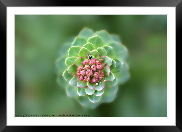 Sedum Framed Mounted Print by Alison Chambers