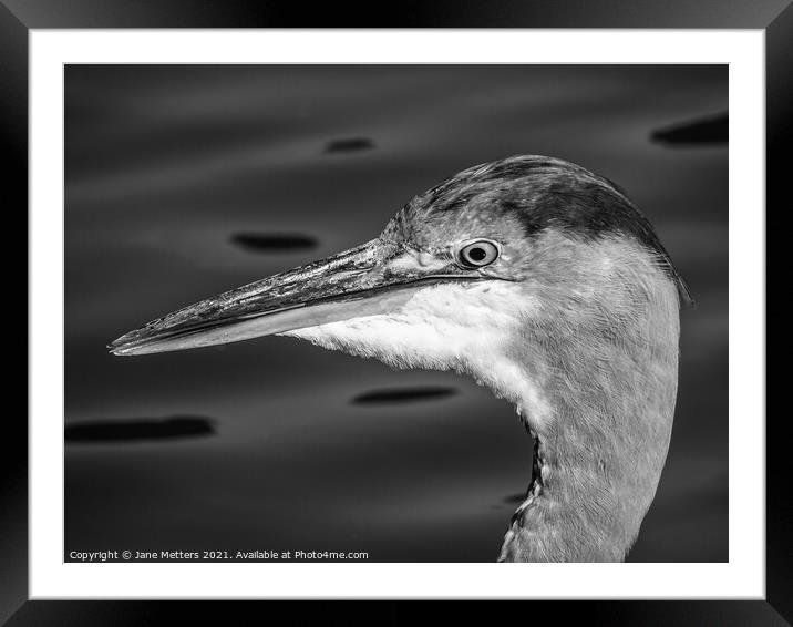 Cheeky Heron  Framed Mounted Print by Jane Metters