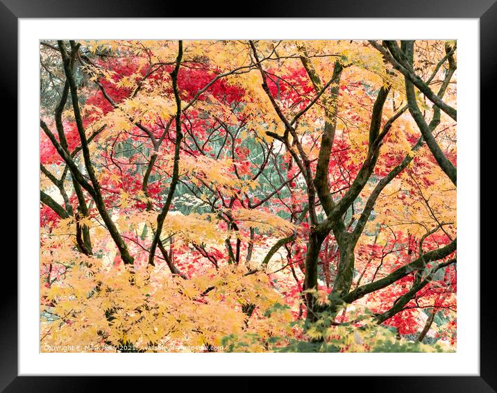 Maple Trunks and Leaves in Autumn Framed Mounted Print by Mark Poley