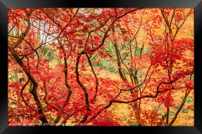 Red Maple Leaves on Black Branches Framed Print by Mark Poley